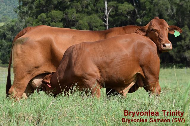 Bryvonlea Trinity